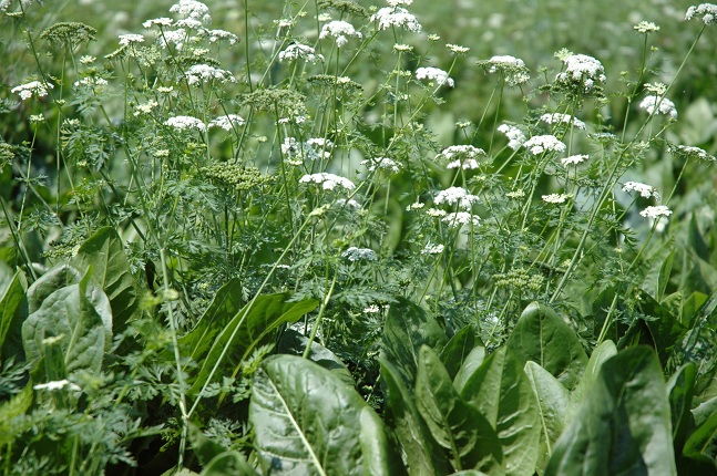 FLORA WEST EUROPA Hundspetersilie, Gemeine