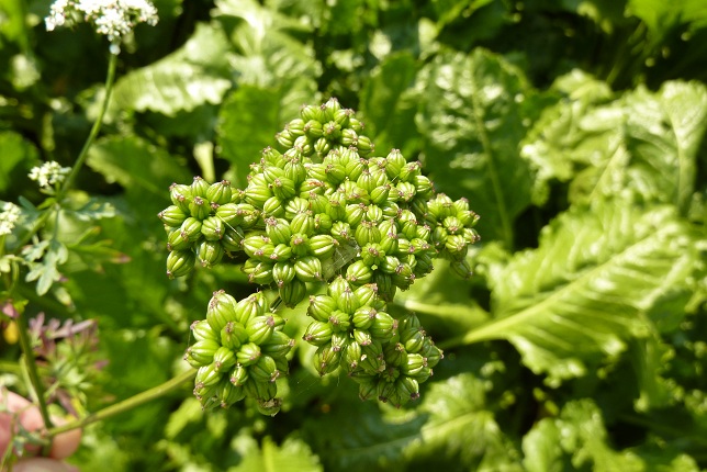 FLORA WEST EUROPA de FLORA